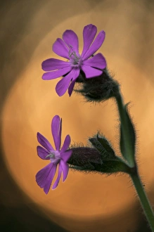 Red Campion (Silene dioica) close-up of flowers, at sunset, Kent, England, June