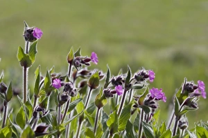 Shetland Prints: Red Campion (Silene dioica) flowering, backlit, Unst, Shetland Islands, Scotland, May