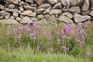 Shetland Prints: Red Campion (Silene dioica) flowering