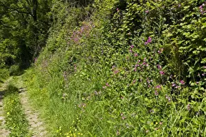 Fresh Prints: Red campions and other plants in flower beside a Devon cliff path in early summer