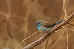 Finch Prints: Red-cheeked Cordon-bleu (Uraeginthus bengalus) adult female