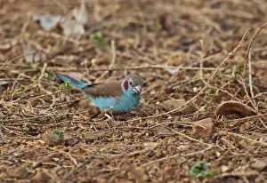 Red-cheeked Cordon-bleu (Uraeginthus bengalus bengalus) adult male, feeding on ground, Mole N. P. Ghana, February