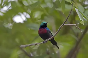 Sunbird Prints: Red-chested Sunbird (Nectarinia erythrocerca) adult male, perched on twig, Uganda