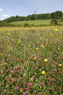 Fabaceae Prints: Red Clover (Trifolium pratense) and buttercups