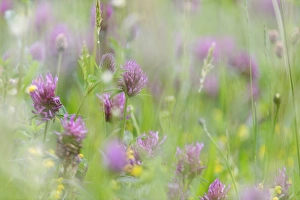 Fabaceae Prints: Red Clover (Trifolium pratense) flowering