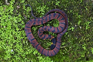 Cloudforest Prints: Red Coffee Snake (Ninia sebae) adult male