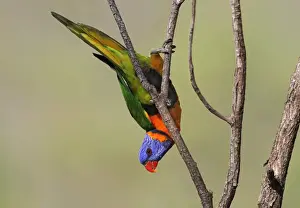 Red-collared Lorikeet (Trichoglossus rubritorquis) adult, hanging from twig, Northern Territory, Australia