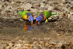 Parrot Prints: Red-collared Lorikeet (Trichoglossus rubritorquis) two adults