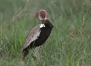 Bustards Prints: Red-crested Bustard (Eupodotis ruficrista) adult male
