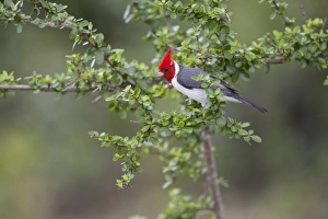 Red-crested Cardinal (Paroaria coronata) adult, perched on twig, Pantanal, Mato Grosso, Brazil