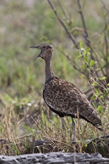 Red Crested Korhaan, Male calling, Bostwana