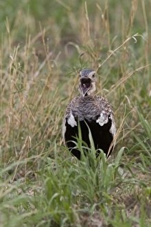 Red Crested Korhaan, Male calling, Bostwana
