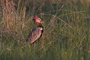 Displaying Prints: Red crested Korhaan male showing red crest during display
