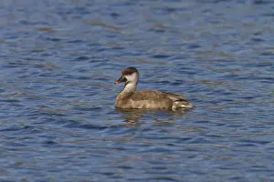 Crested Prints: Red crested Pochard, female at Lackford Lakes - Suffolk