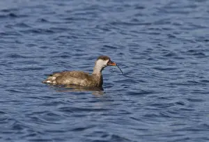 Red crested Pochard, female at Lackford Lakes with weed in her beak - Suffolk