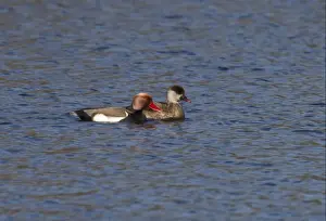 Red crested Pochard, male and female at Lackford Lakes - Suffolk