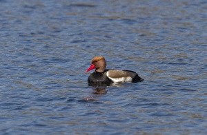 Crested Prints: Red crested Pochard male at Lackford Lakes - Suffolk