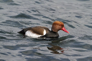 Red-crested Pochard (Netta rufina) adult male, swimming on lake, Switzerland, April