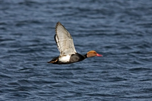 Drakes Prints: Red-crested Pochard (Netta rufina) adult male