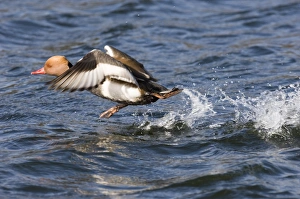 Red-crested Pochard (Netta rufina) adult male, taking off from water, Norfolk, England, march