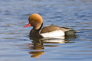 Red-crested Pochard (Netta rufina) adult male, swimming, England, february