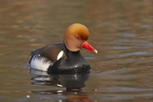 Red-crested Pochard (Netta rufina) adult male, swimming, Martin Mere W. W. T. (captive)