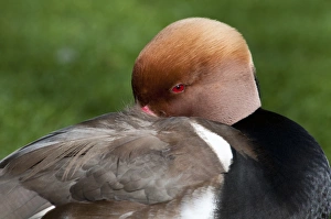 Red-crested Pochard (Netta rufina) adult male, breeding plumage, close-up of head, roosting in city parkland