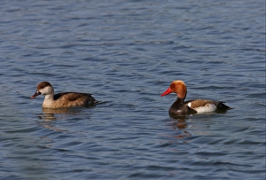 Drakes Prints: Red-crested Pochard (Netta rufina) adult pair