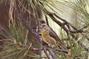 Bbirds Prints: Red Crossbill female on pine tree - Utah America