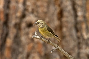 Red Crossbill female on pine tree - Utah America