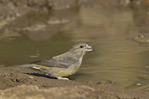 Red Crossbill (Loxia curvirostra) adult female, drinking, Lyndford Arboretum, Norfolk, England, April