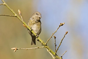 Red Crossbill (Loxia curvirostra) adult female, perched on twig, Norfolk, England, April