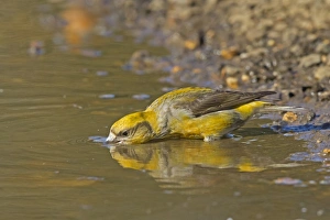 Red Crossbill (Loxia curvirostra) adult female, drinking from puddle, Norfolk, England, April