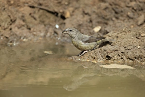 Red Crossbill (Loxia curvirostra) adult female, drinking at puddle, Norfolk, England, April