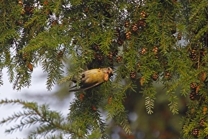 Cone Prints: Red Crossbill (Loxia curvirostra) adult female