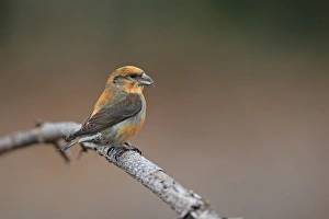 Red Crossbill (Loxia curvirostra) adult male, perched on twig, Norfolk, England, February