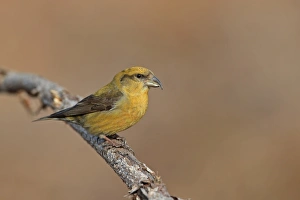 Red Crossbill (Loxia curvirostra) adult male, perched on twig, Norfolk, England, February