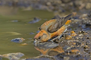 Red Crossbill (Loxia curvirostra) adult male, drinking from puddle, Norfolk, England, April