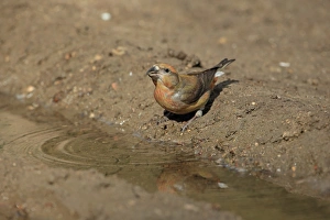 Red Crossbill (Loxia curvirostra) adult male, drinking at puddle, Norfolk, England, April