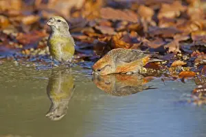 Drinking Prints: Red Crossbill (Loxia curvirostra) adult male and female