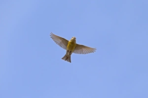 Red Crossbill (Loxia curvirostra) immature male, in flight, part of large winter flock following autumn irruption