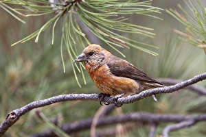 Red Crossbill male on pine tree - Utah America
