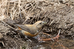 Red Crossbill young male on pine tree - Utah America