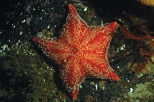 Highland Prints: Red Cushion Star (Porania pulvillus) adult