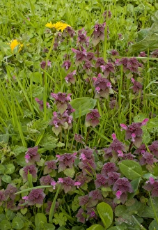 Lamiaceae Prints: Red Dead-nettle (Lamium purpureum) flowering, Bulgaria, may