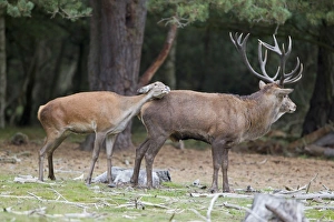 Hinds Prints: Red Deer (Cervus elaphus) adult pair