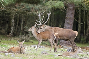 Red Deer (Cervus elaphus) adult pair, stag licking hind during rutting season, Minsmere RSPB Reserve, Suffolk, England, october