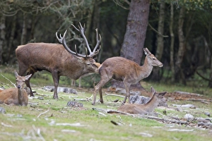 Red Deer (Cervus elaphus) adult pair, stag tasting hind during rutting season, Minsmere RSPB Reserve, Suffolk, England, october