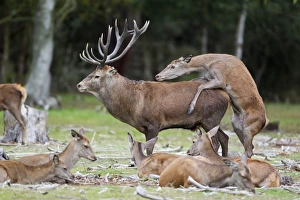 Red Deer (Cervus elaphus) adult pair, hind mounting stag, bulling behaviour during rutting season, Minsmere RSPB Reserve, Suffolk, England, october