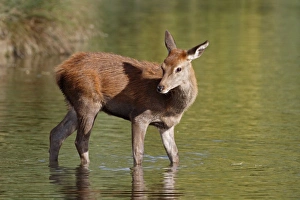 Red Deer (Cervus elaphus) calf, standing in water, England, october
